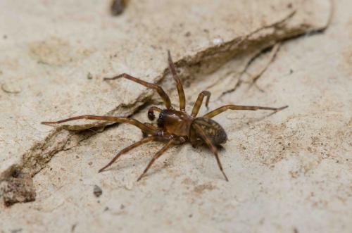 Réf. 298 858 : Amaurobius erberi
